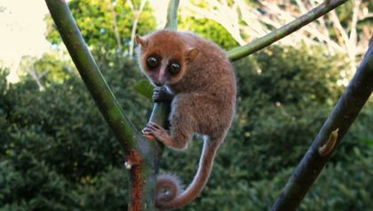 Madagaskar - les zázraků