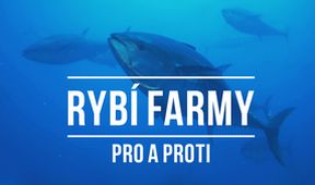 Rybí farmy - pro a proti