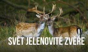Svět jelenovité zvěře