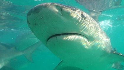 Žralok bělavý versus kladivoun velký