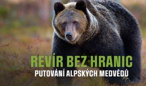 Revír bez hranic - putování alpských medvědů