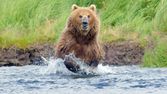 Medvědi z Aljašky