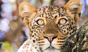 Zázračná planeta: Serengeti (5/6)
