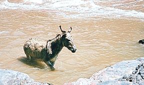 Štístko z Grand Canyonu