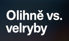 Olihně vs. velryby