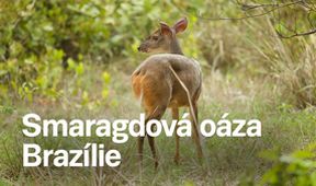 Smaragdová oáza Brazílie