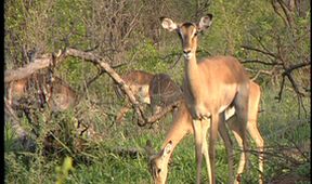 Zoologická v africkém stylu