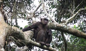 Útulek pro záchranu šimpanzů Jane Goodallové (1/6)