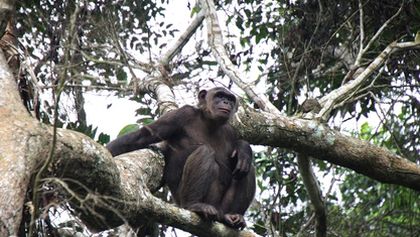 Útulek pro záchranu šimpanzů Jane Goodallové (1/6)