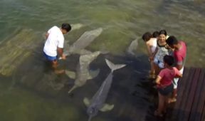 Království divočiny: Delfínovec amazonský, Amazonie