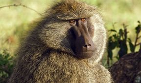 Zázračná planeta: Serengeti (5/6)