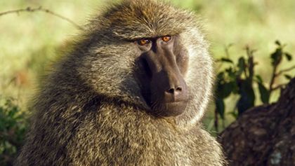 Zázračná planeta: Serengeti (5/6)