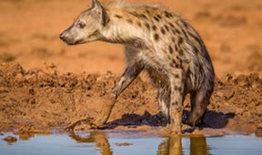 Zázračná planeta: Napajedlo - africká zvířecí oáza (2/3)