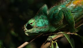 Madagaskar: Africké Galapágy