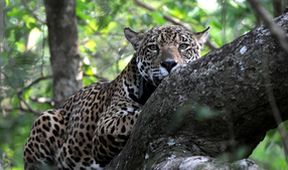Svět přírody - Jaguáři: Brazilské super kočky