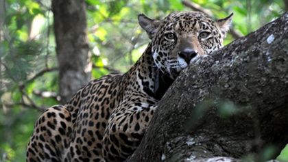 Svět přírody - Jaguáři: Brazilské super kočky