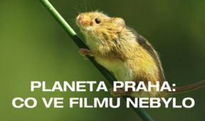 Planeta Praha: co ve filmu nebylo