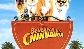 Čivava z Beverly Hills