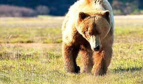 Zázračná planeta: Medvědi grizzly na Aljašce (2/2)