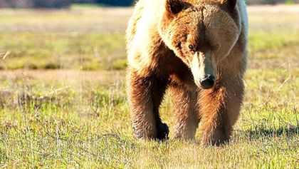 Zázračná planeta: Medvědi grizzly na Aljašce (2/2)