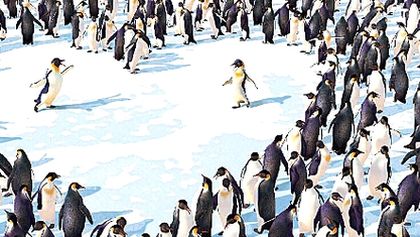 Happy Feet