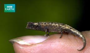 Kamera na cestách: Madagaskar plný života