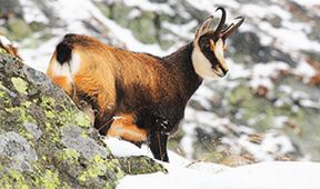 Universum: Engadin - švýcarská divočina