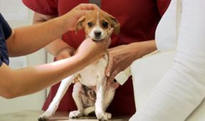 Hautnah: Die Tierklinik