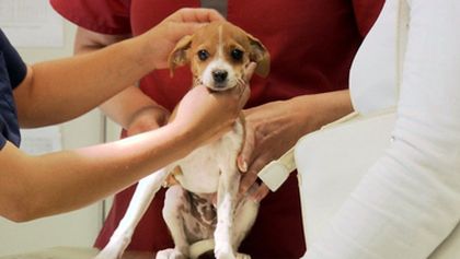 Hautnah: Die Tierklinik