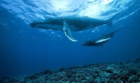 Království oceánů: Život na útesu