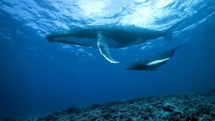 Království oceánů: Život na útesu