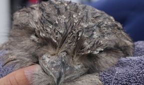 Záchranáři divokých zvířat: Austrálie (5)