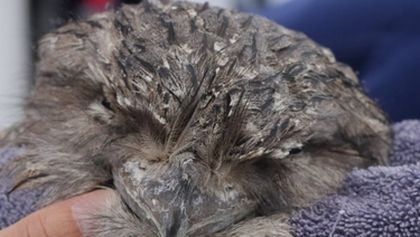 Záchranáři divokých zvířat: Austrálie (5)