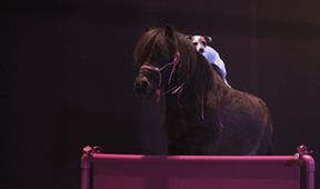Dally a Spanky: Nečakaní kamaráti