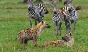 Velkolepá zvířata Afriky (3)