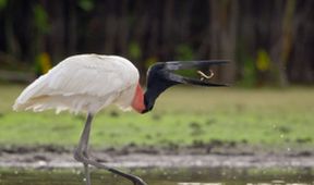 Neznámá Guyana (1)