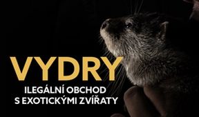 Vydry - ilegální obchod s exotickými zvířaty