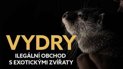 Vydry - ilegální obchod s exotickými zvířaty