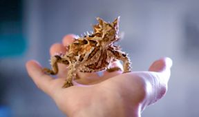 Australský veterinář II (4)