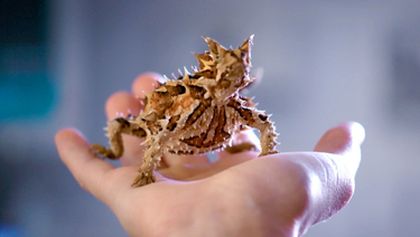 Australský veterinář II (4)