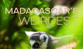 Nejpodivnější živočichové Madagaskaru (1)
