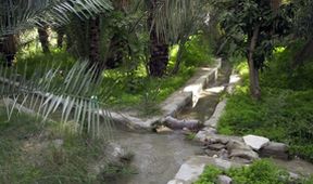 Oasis