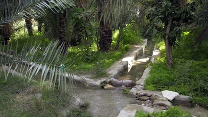 Oasis