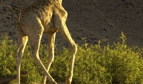 Žirafy zblízka i z výšky