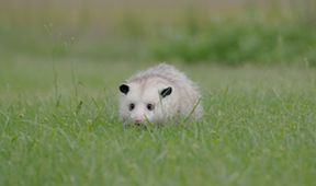 Mývalové - mistři umění přežít