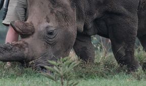 Poslední nosorožec