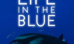 LIFE IN THE BLUE