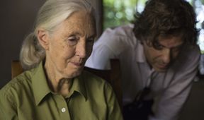 Jane Goodallová - životní příběh