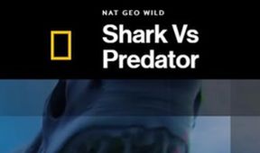 Žralok versus predátor
