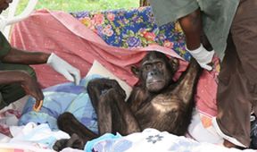 Útulek pro záchranu šimpanzů Jane Goodallové (3/6)